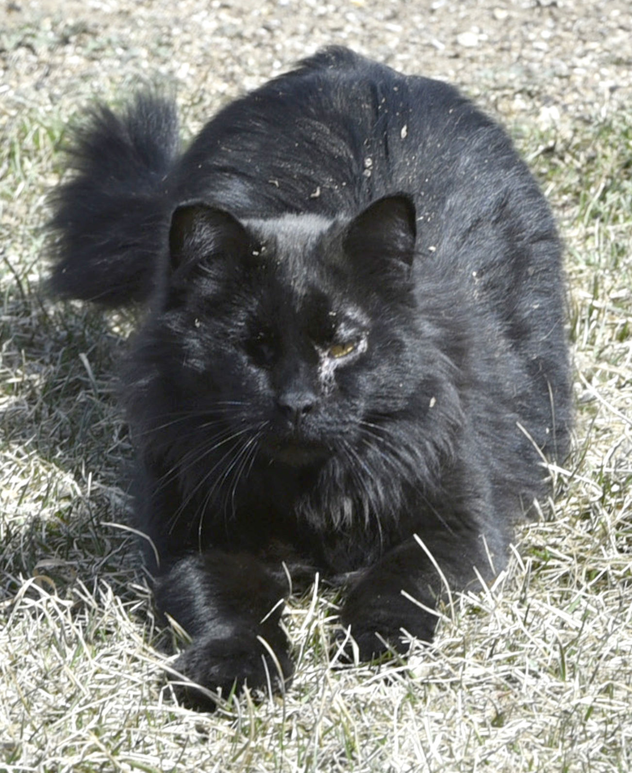 Declining health and pets
